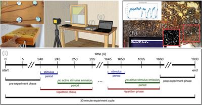 Effects of Sinusoidal Vibrations on the Motion Response of Honeybees